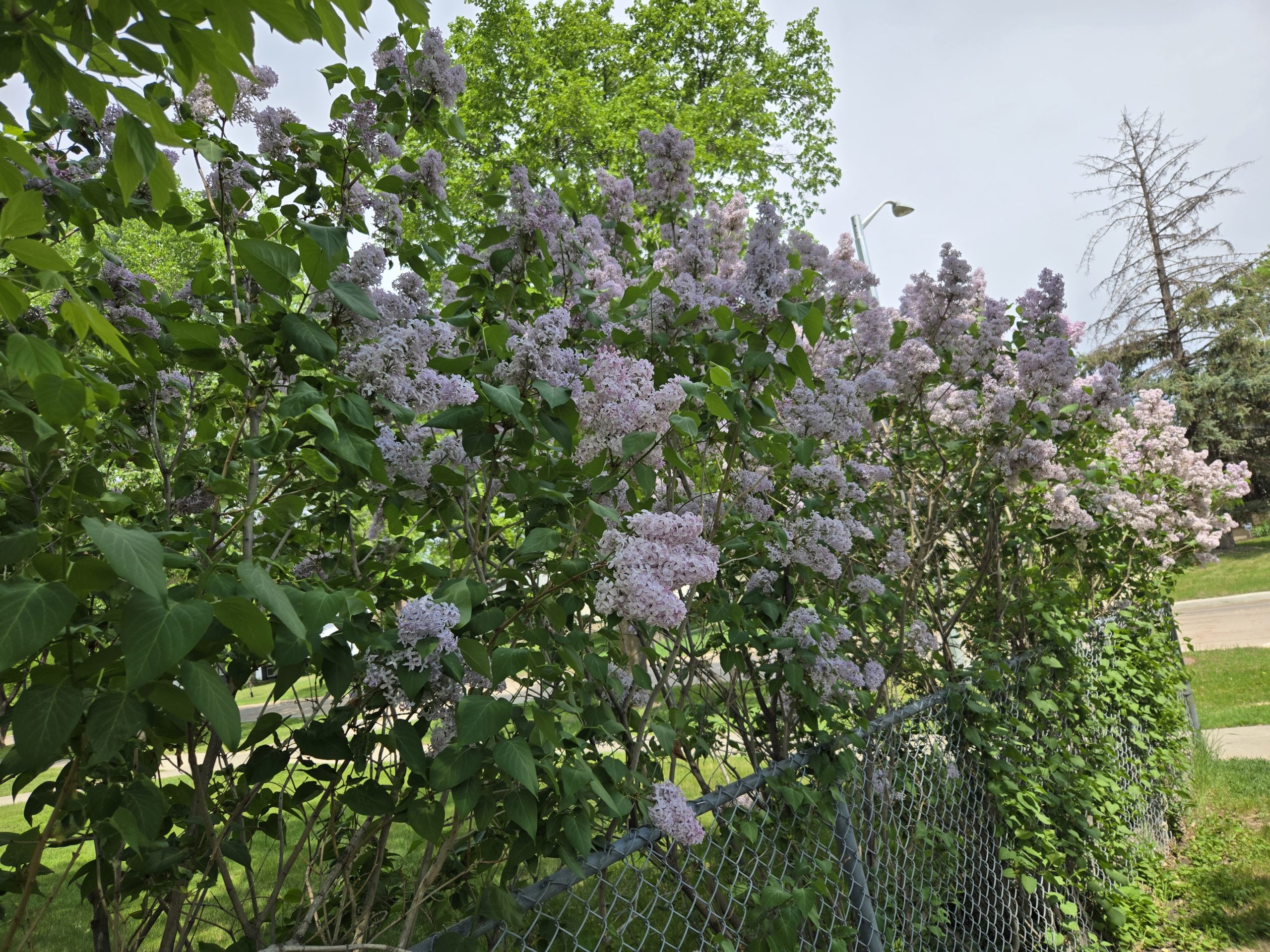 The bloom is here again
